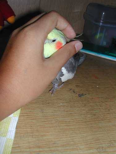 笨笨陶醉