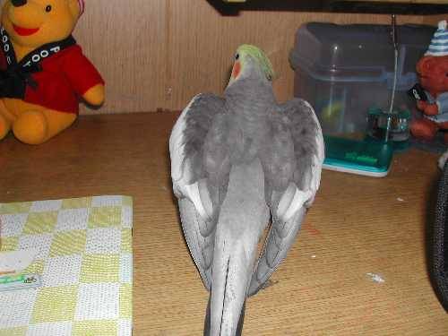 自首