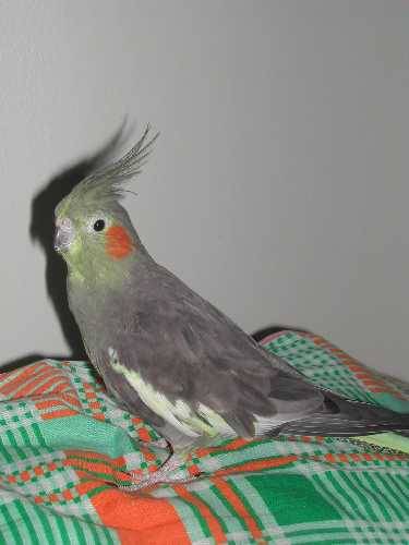 親戚家的鳥兒