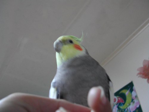 偉大