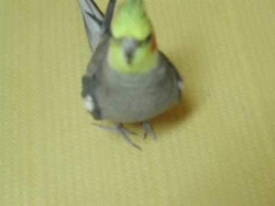笨 ㄦ 內 八 照
