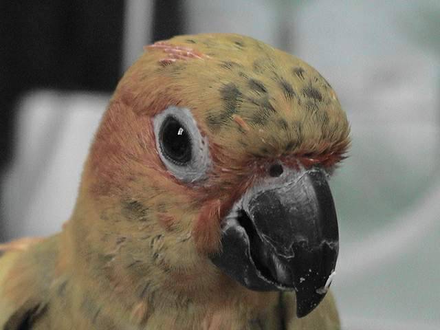 我想參加大頭鳥比賽..