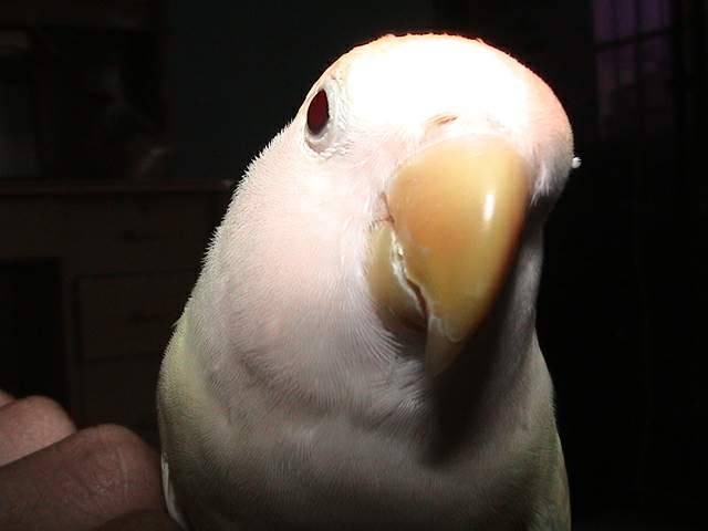 我也想參加大頭鳥比賽...