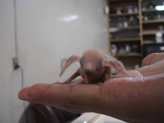 我家鳳梨..