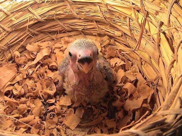 我家鳳梨..