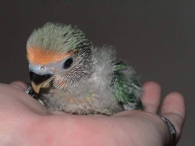 鳳梨長大囉..