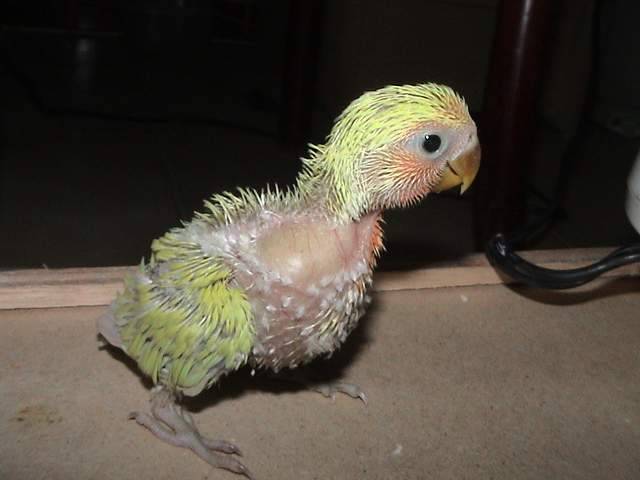 小鸚幼鳥