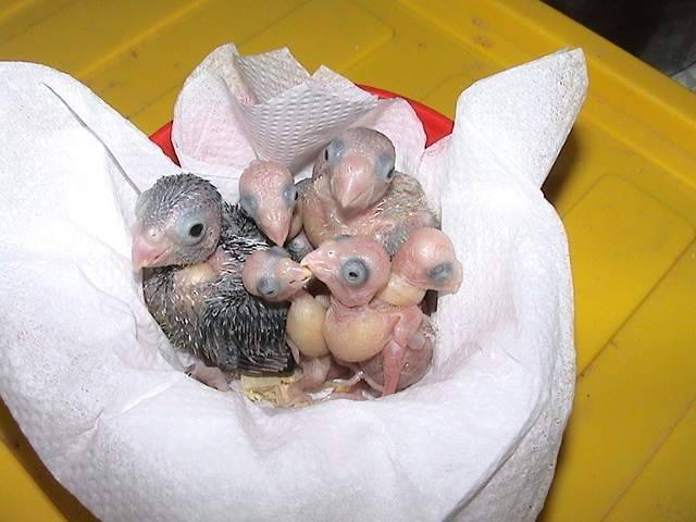 一堆幼鳥..