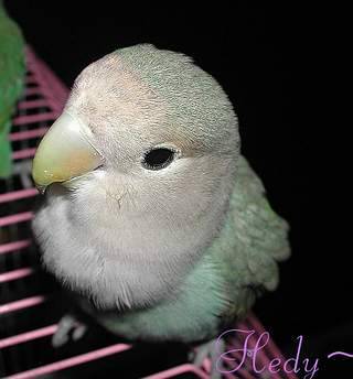 大頭鳥呆呆