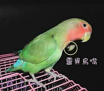 靈異鳥嘴