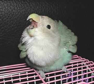 生氣中