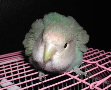 大餅臉