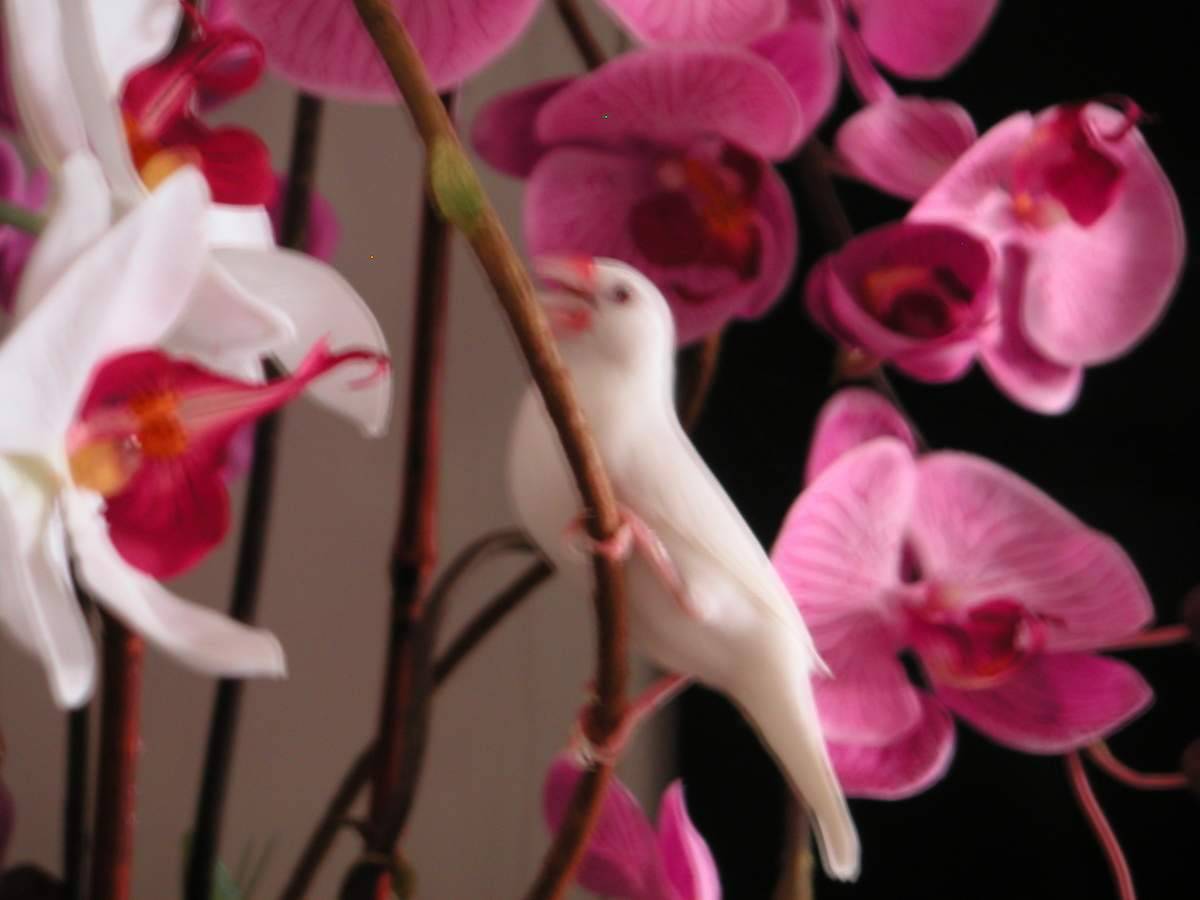 花鳥樂園~~