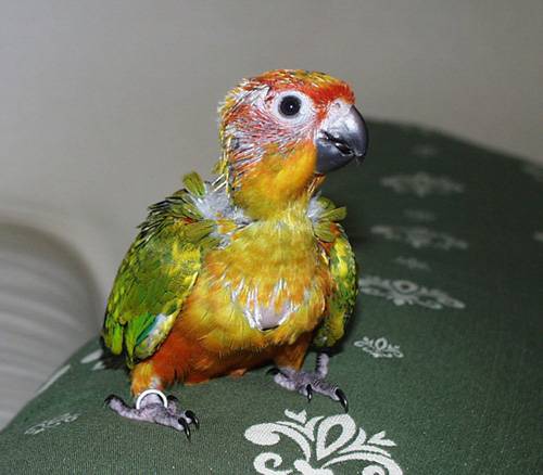 50天大的小寶...Am i cute?