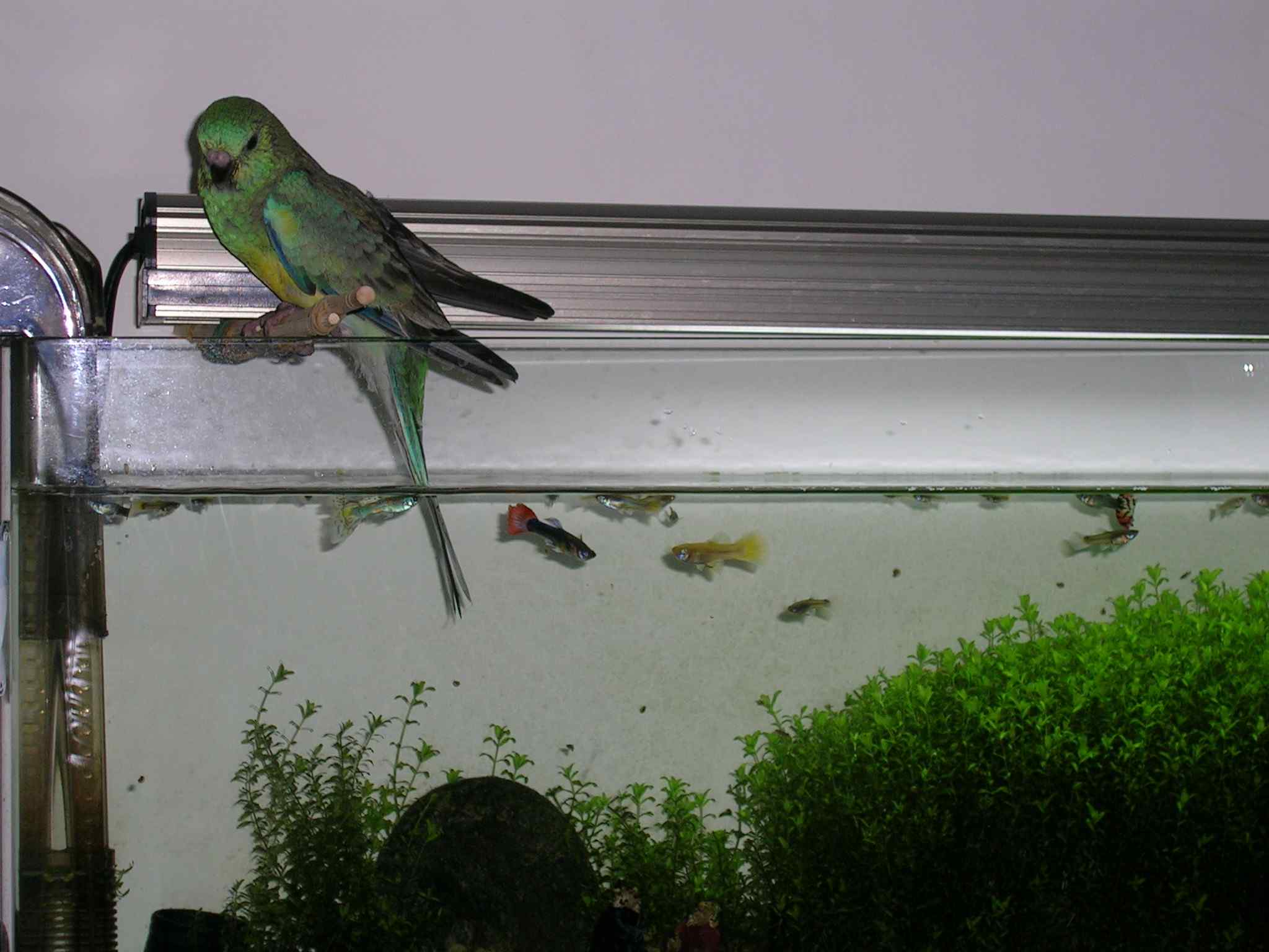 "鳥"太公釣魚....願者上勾!