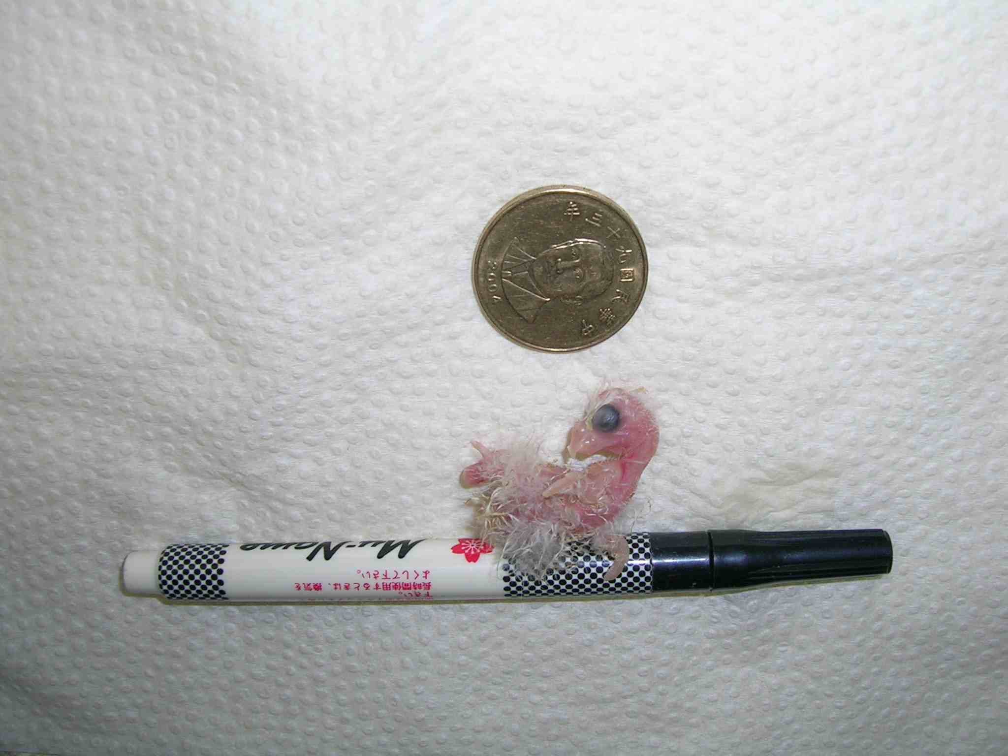 ~~~錢幣大的幼鳥~~~