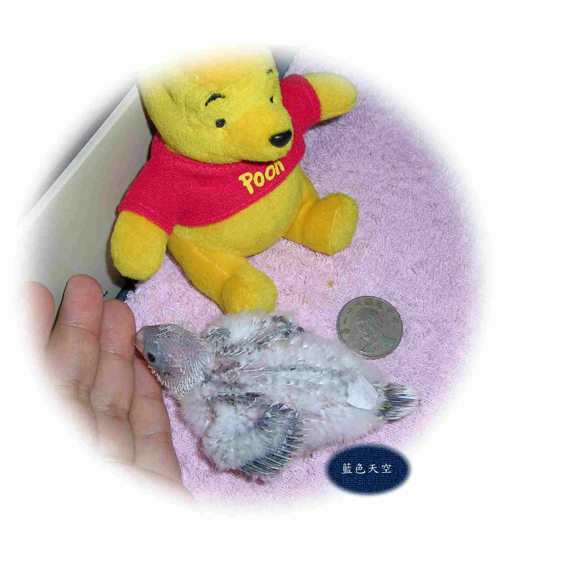 小啾比亮相了!