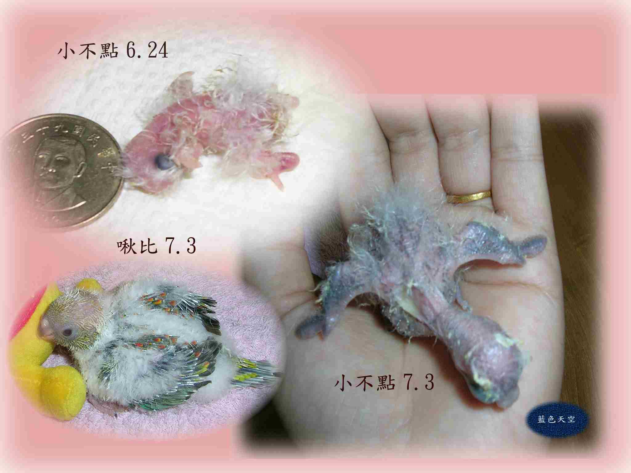 ~~..*.^...肉團變肉球囉...^.^....~~