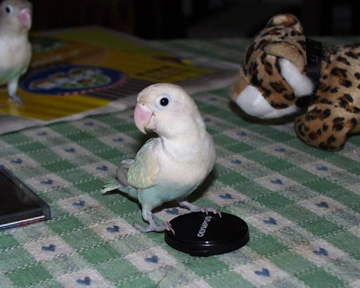 這個Pose 如何?