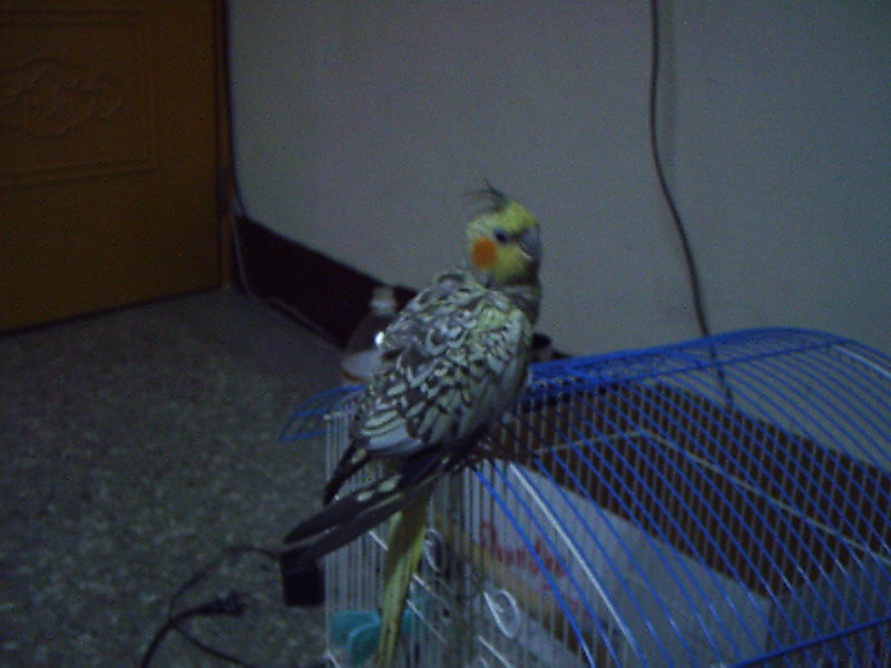 呆呆的玄鳳