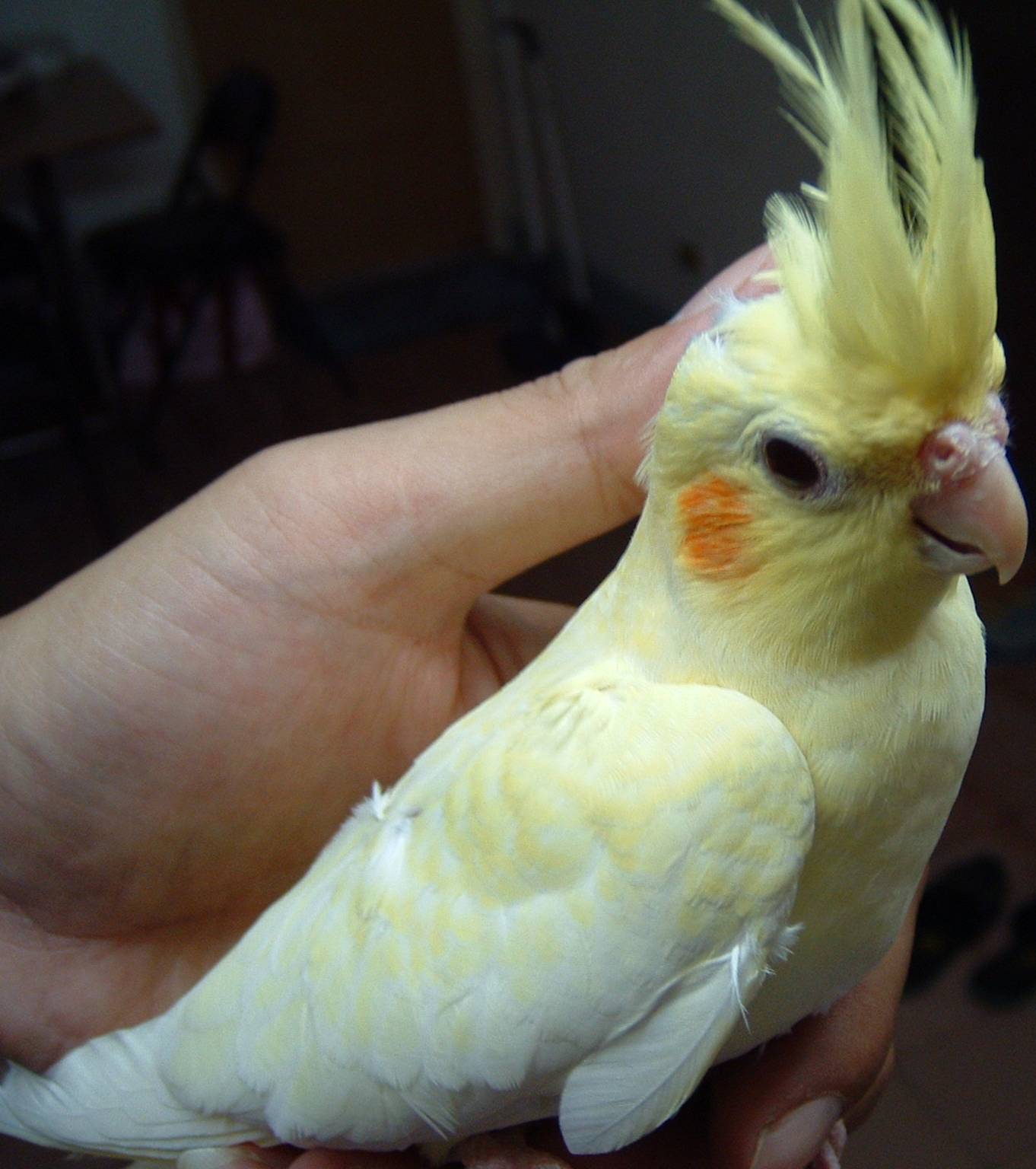 黃化珍珠玄鳳1