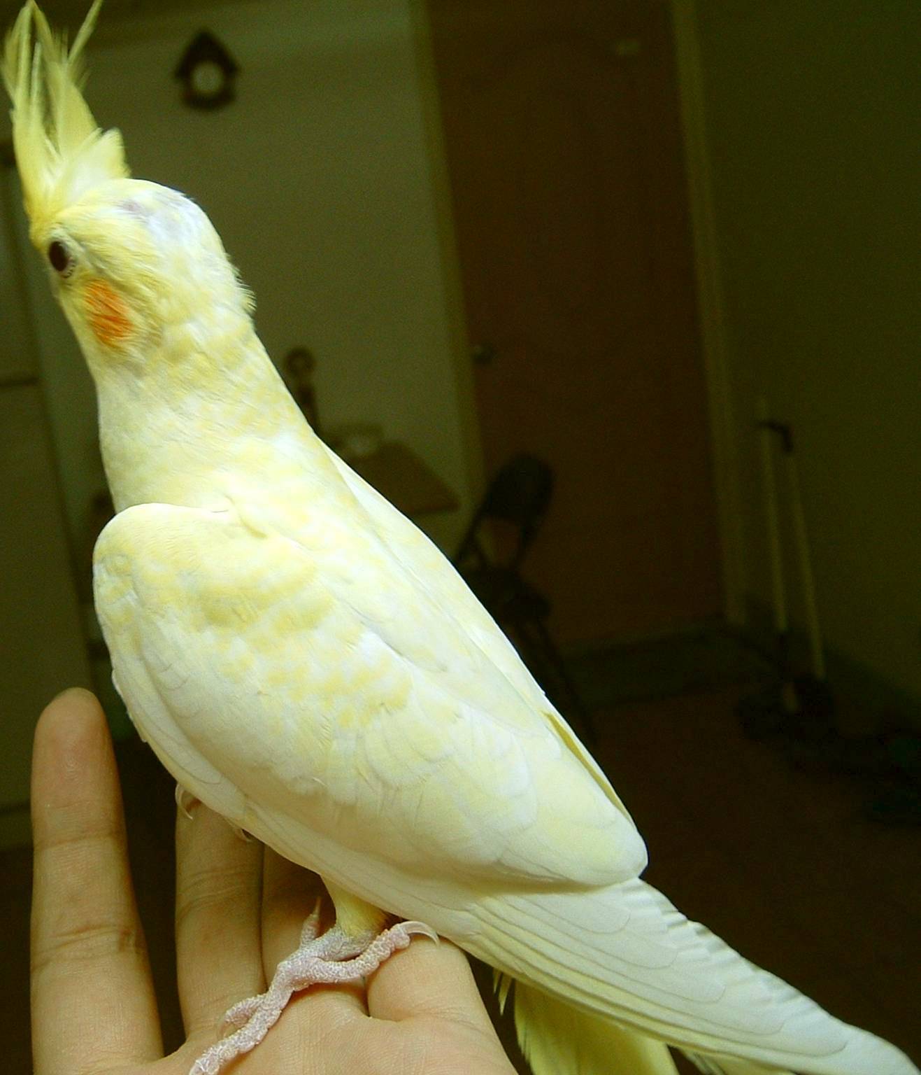 黃化珍珠玄鳳2