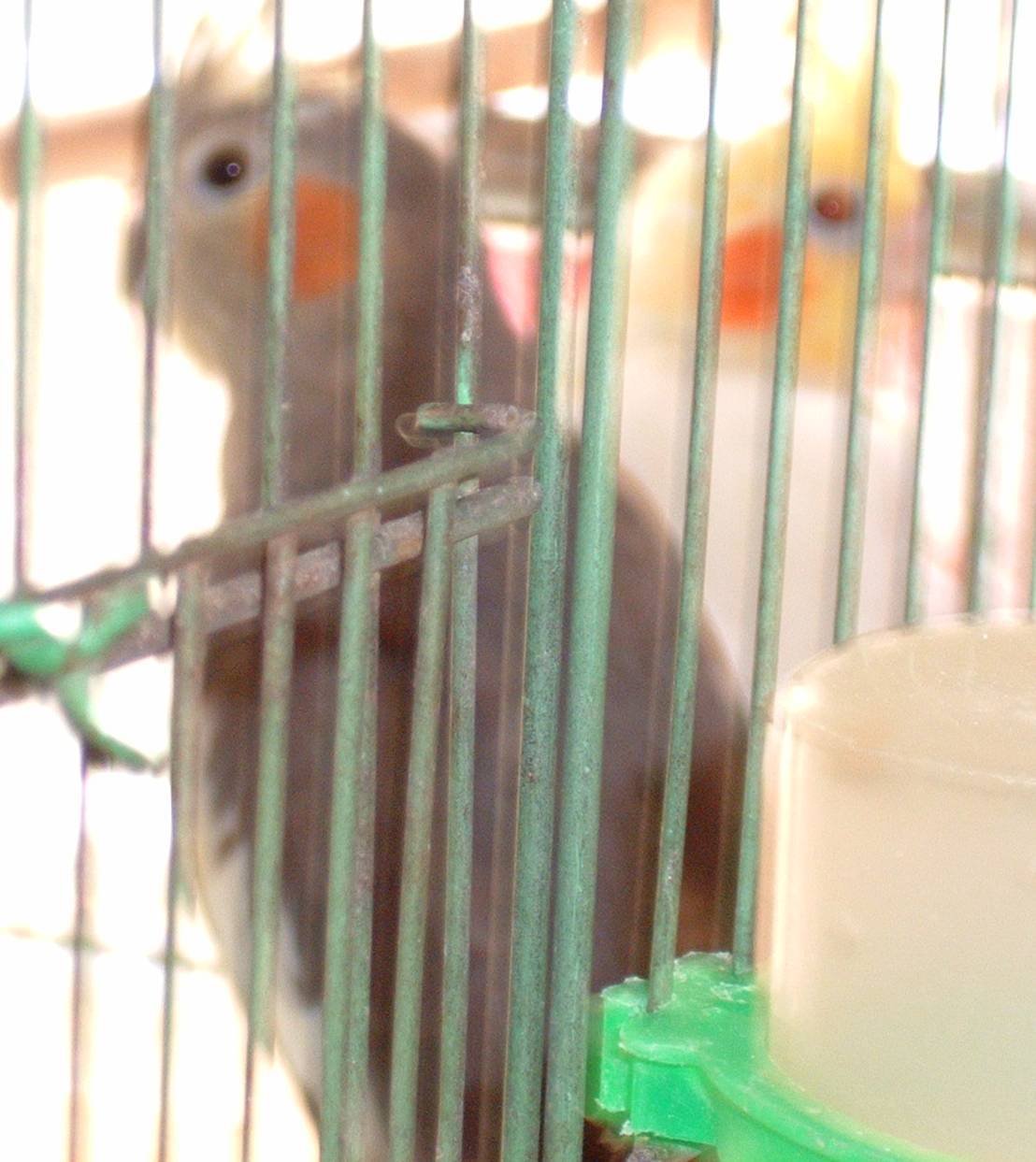 目前養的玄鳳