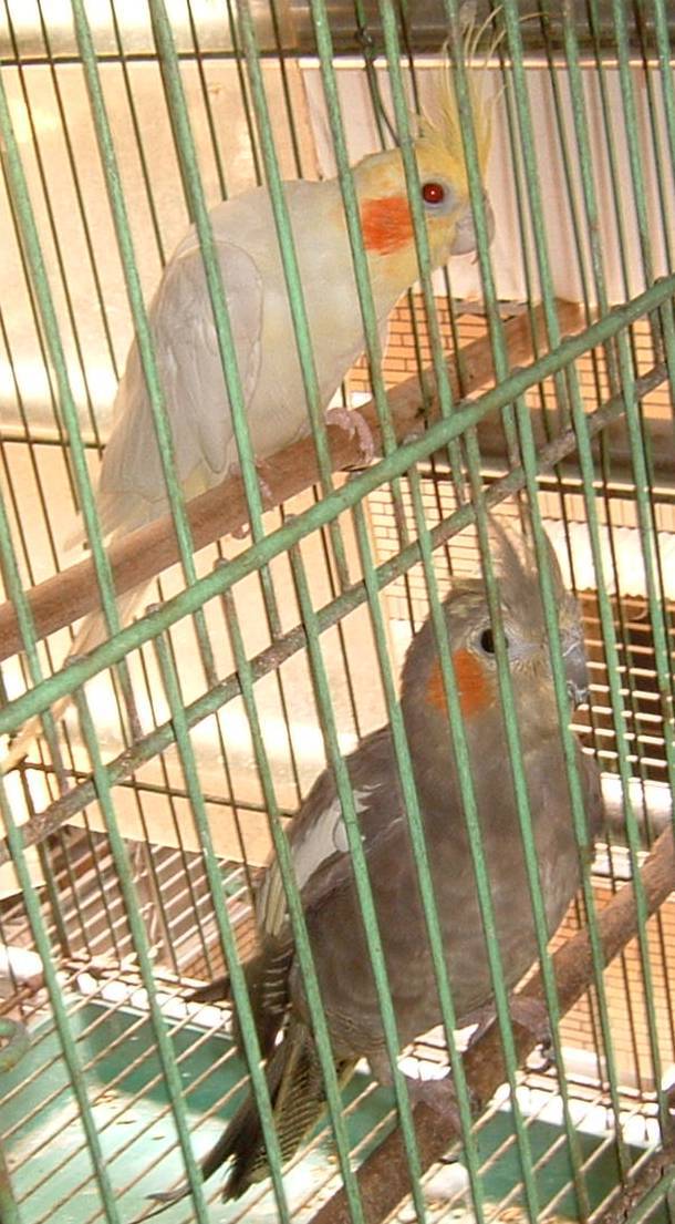 你在幹嘛?玄鳳第一次被照相