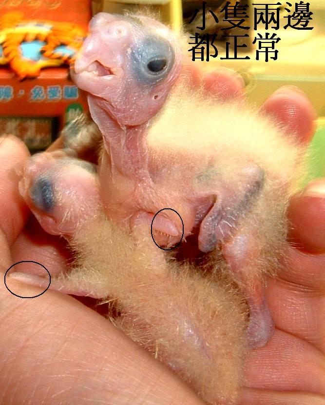 挑戰極限=孵出馬上抓出手養=白面卡妹幼鳥