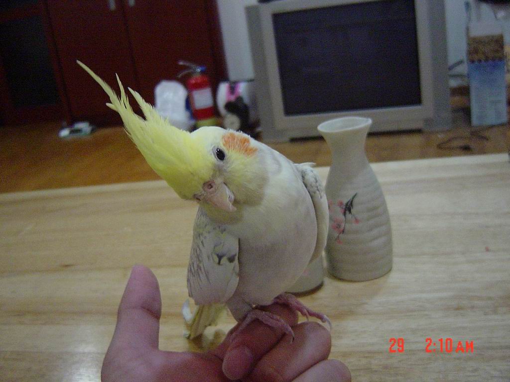 小妖姬...