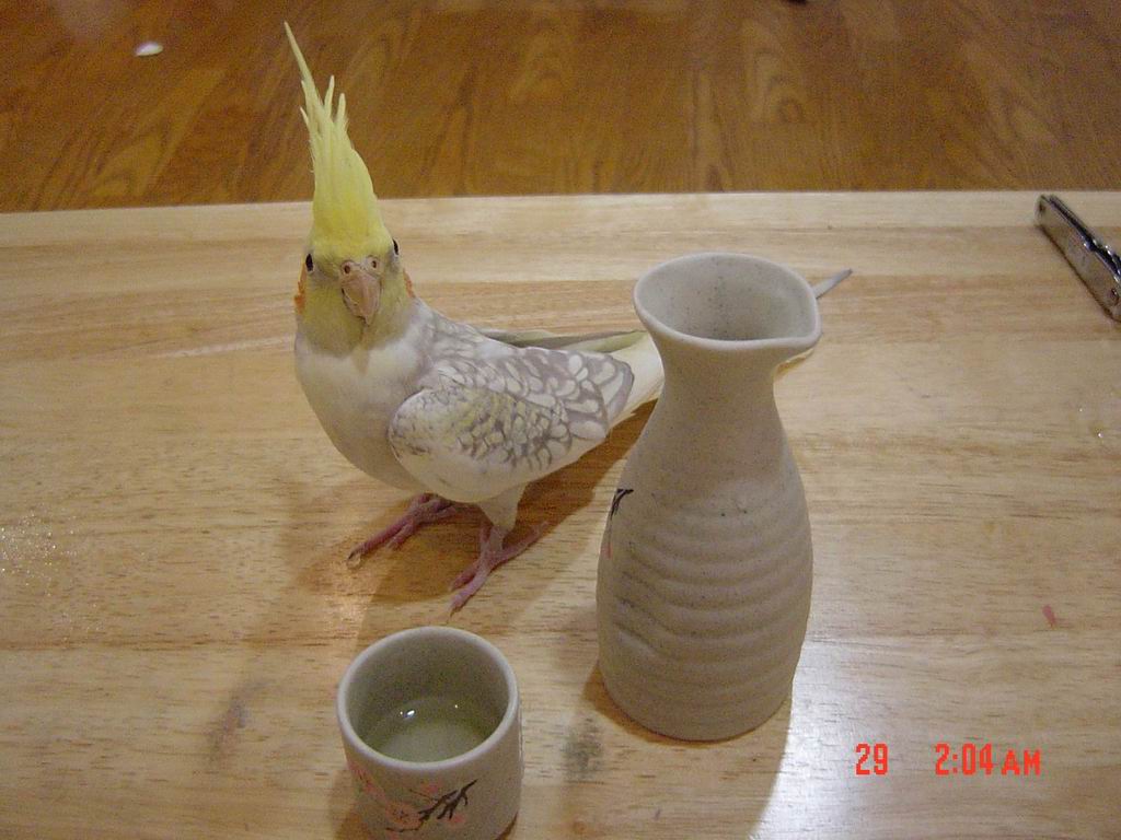 喝清酒必備...