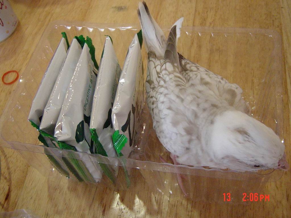 買餅乾送的鳥...