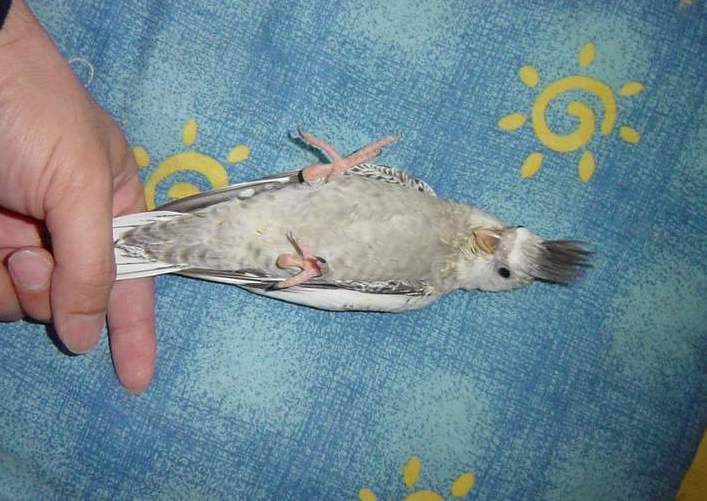 怪怪鳥....