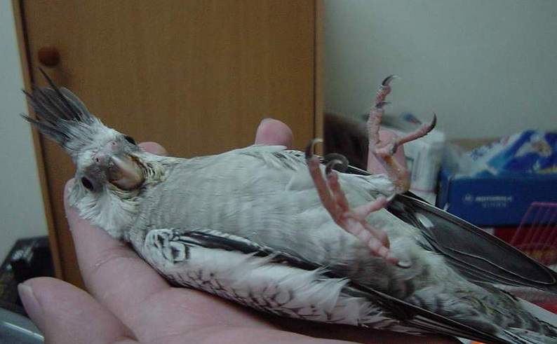 怪怪鳥2...