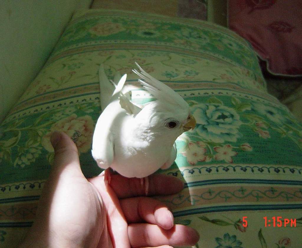 妞妞