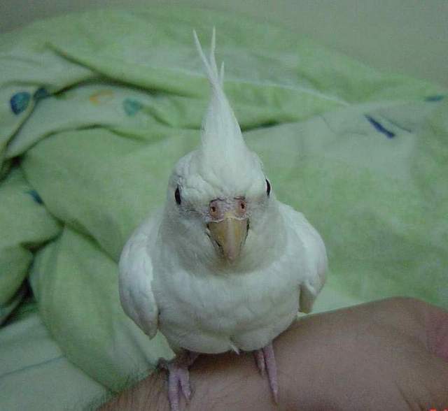 玉兒郎還好嗎?