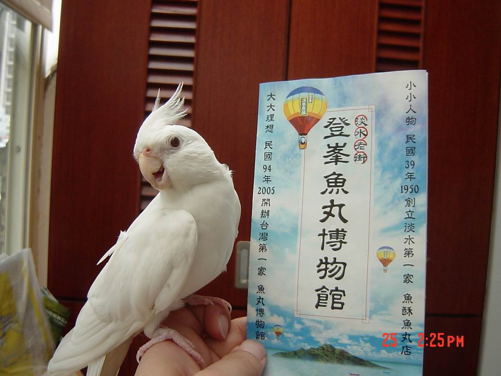 阿呆香的推薦