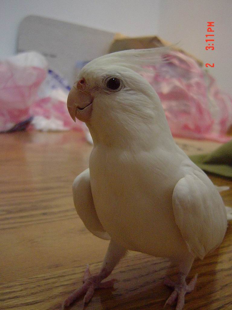 俊俏的小子