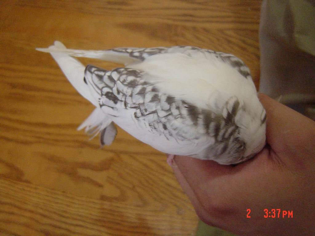 鳥為食亡
