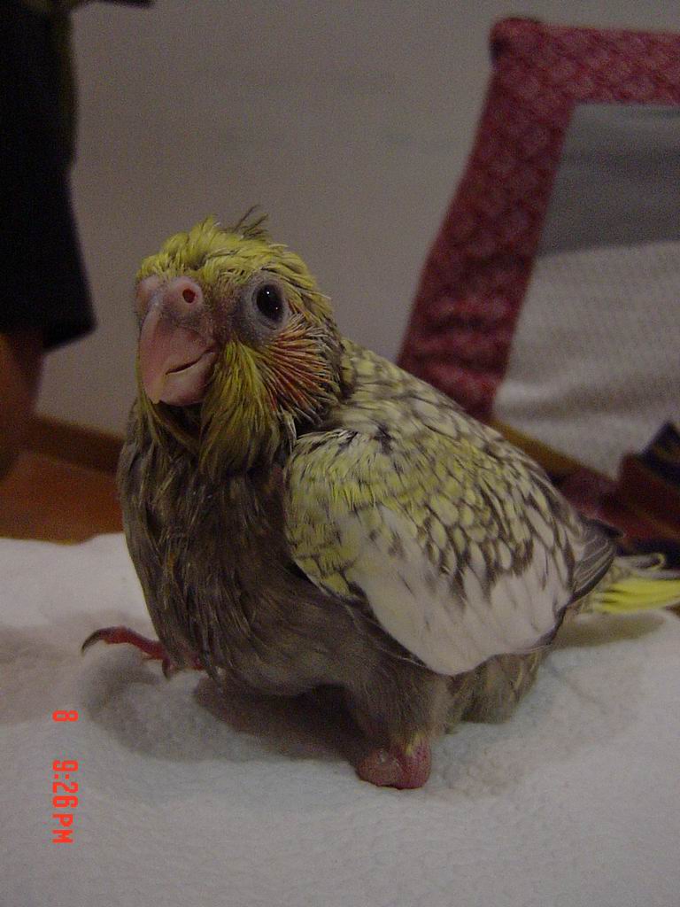 獨腳伊伊
