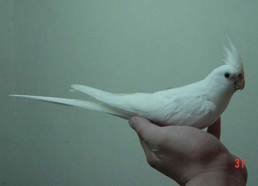 霸王!