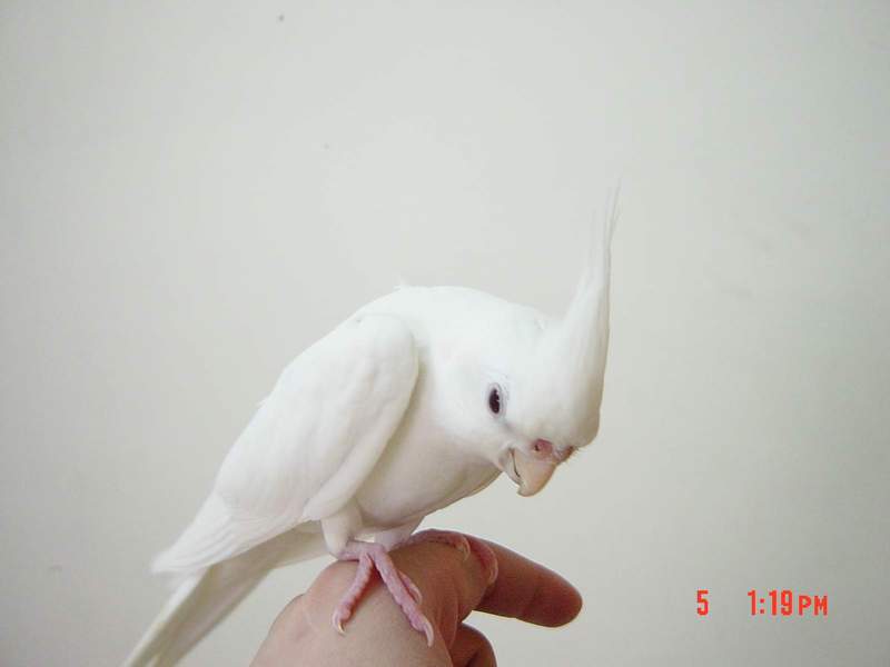 捲毛愛撒嬌....