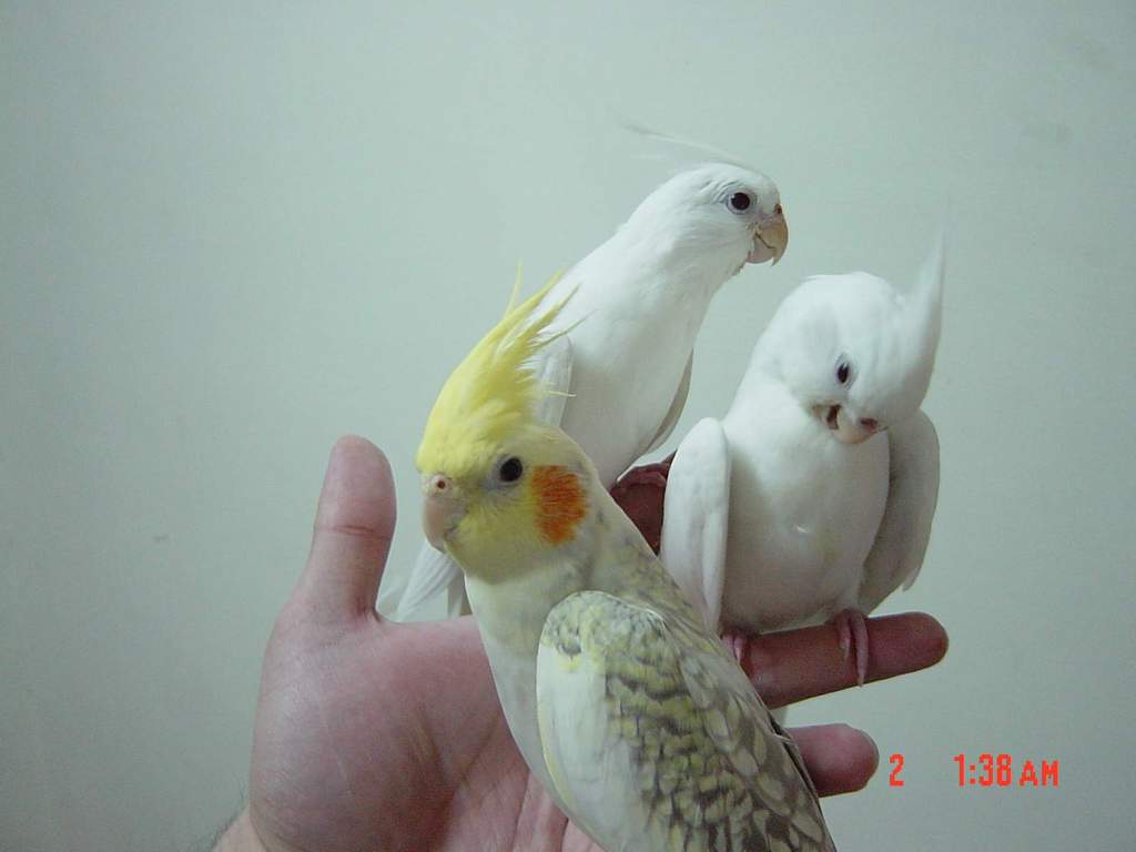 飛來記(二)