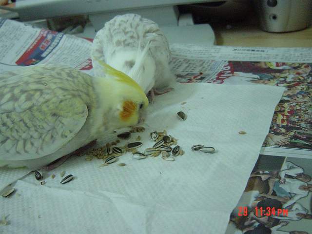 練習吃飼料!