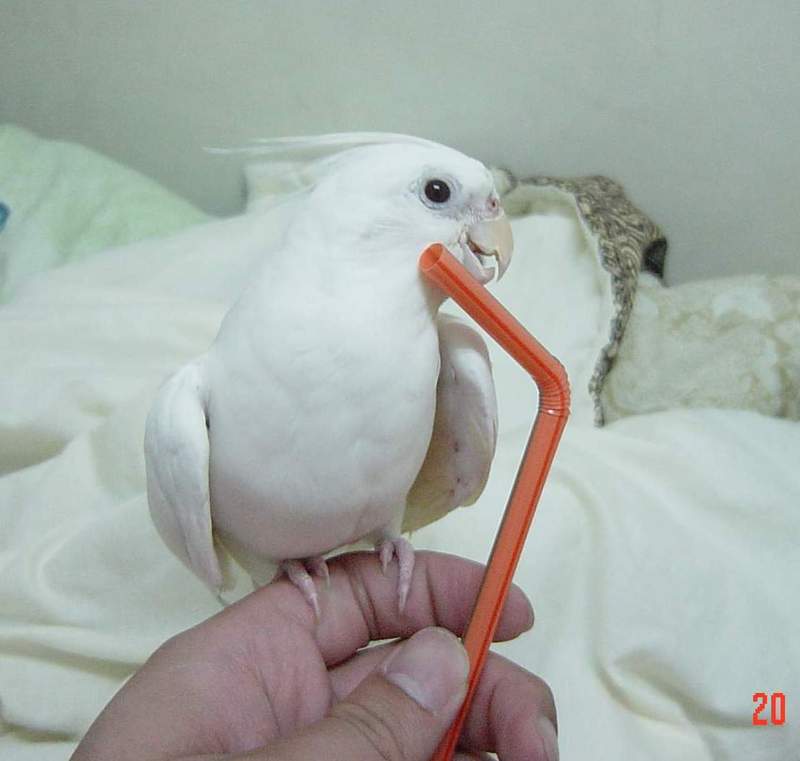 吸管真是一個好用的玩具....