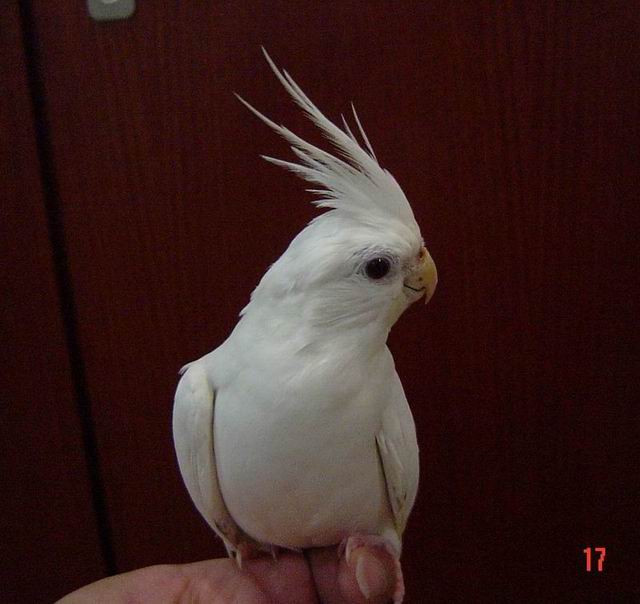 叫太陽鳥的原因？