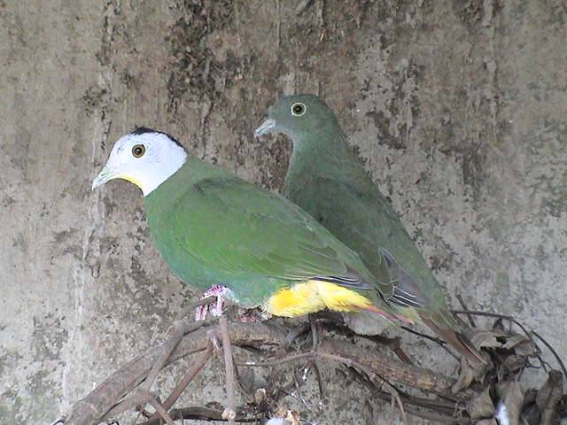 果鳩(black-naped fruit dove)