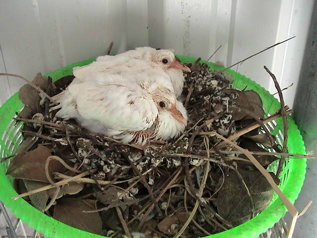 斑鳩