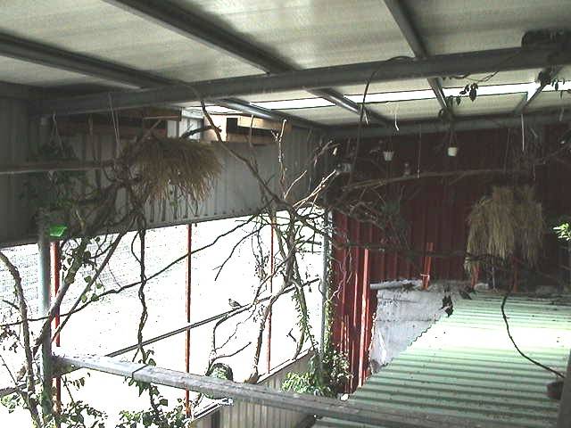 鳥舍-4