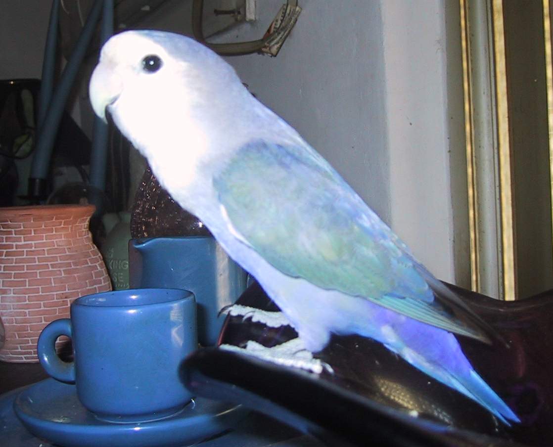 我家第一隻鳥